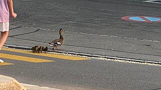 Enten Fussg&auml;ngerstreifen