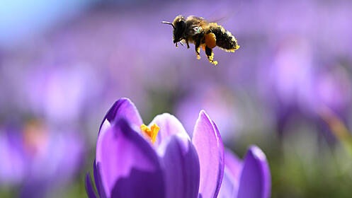 Schweiz Fr&uuml;hling immer fr&uuml;her