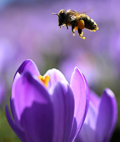 Schweiz Fr&uuml;hling immer fr&uuml;her