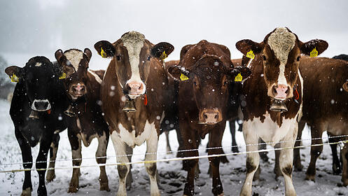 Landwirtschaft K&uuml;he