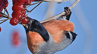 FdT Gimpel Vogel Natur