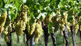Weinlese