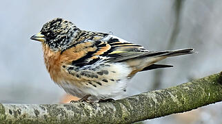 FdT Bergfink Natur Vogel