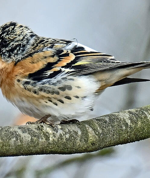 FdT Bergfink Natur Vogel