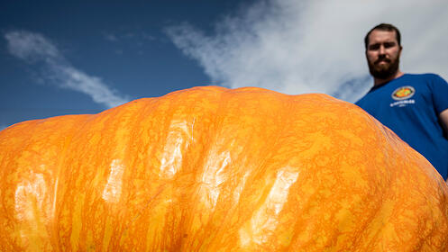 K&uuml;rbis Rekord gewicht