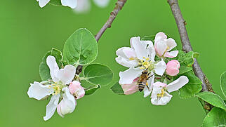 FdT Apfelbaum Bl&uuml;te Natur