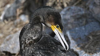 FdT Kormoran Vogel Natur