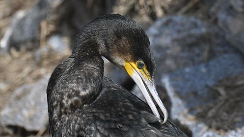 FdT Kormoran Vogel Natur