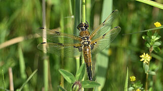 FdT Vierfleck Libelle Natur