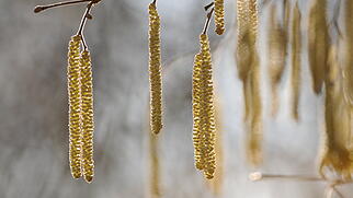 FdT Haselnuss Pflanze Strauch