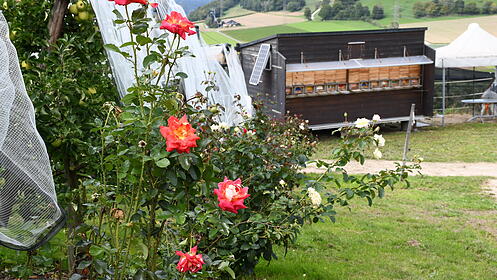 Bienenfreundliche Landwirtschaft &ndash; ein Projekt kommt zum Abschluss