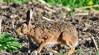 Zurzibiet Feldhase FdT Osterhase