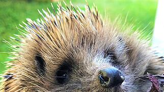 FdT Natur Igel