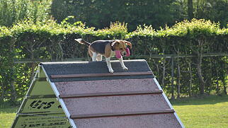 Sch&auml;ferhundeclub Klingnau