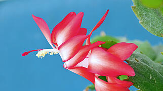 Weihnachtskaktus FdT Natur Pflanze