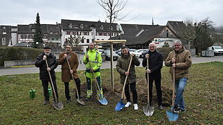Linde beim Ochsen Linde beim Ochsen
