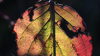 Herbstfarben