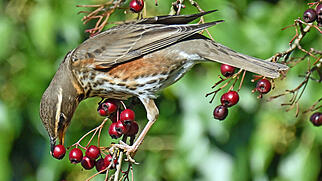 Fdt Natur Rotdrossel