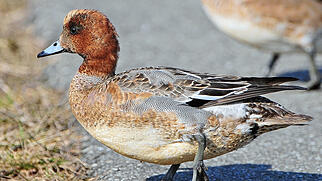 FdT Pfeifente Natur Vogel