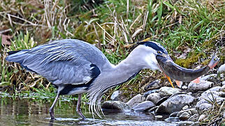 FdT Graureiher Alet Natur