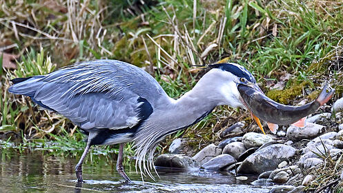 FdT Graureiher Alet Natur