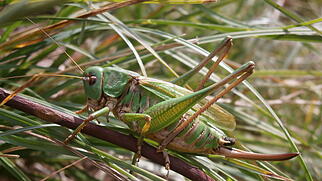 FdT Warzenbeisser Insekt