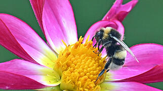 FdT Sterndahlie Natur