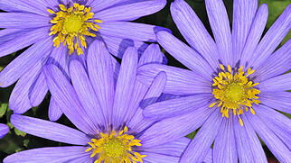 FdT Strahlenanemone Natur Pflanze