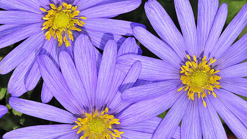 FdT Strahlenanemone Natur Pflanze