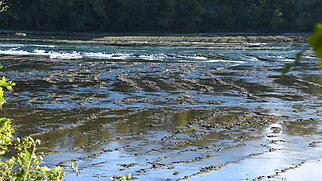 Niedrigwasser am Rhein