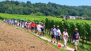 Kulinarische Weinwanderung