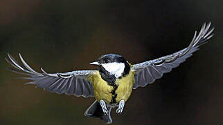 FdT Kohlmeise Natur Vogel