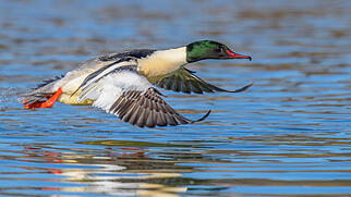FdT G&auml;nses&auml;ger Natur
