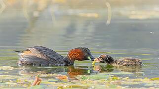 Naturschutzverein Rhytal-Studeland